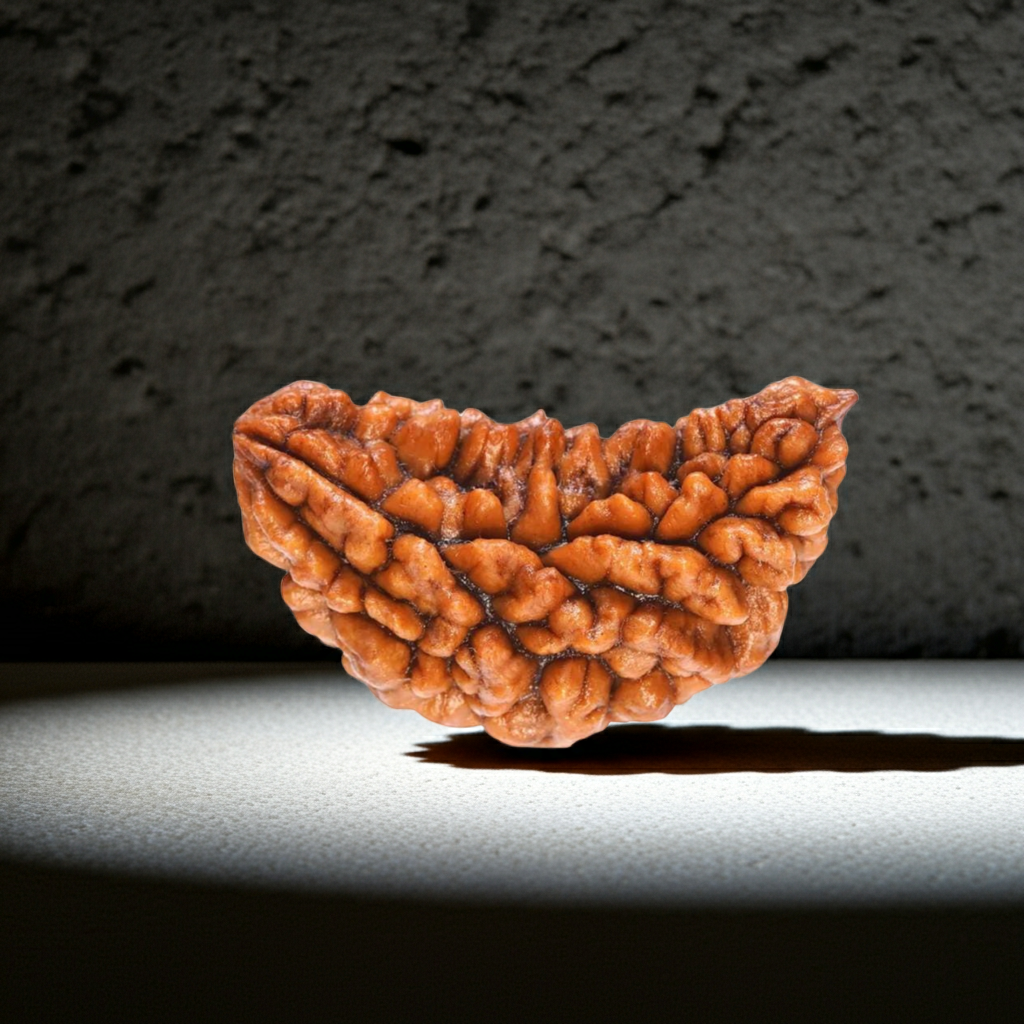 EkMukhi Rudraksha, Authentic, Bears one (1) line, Certified