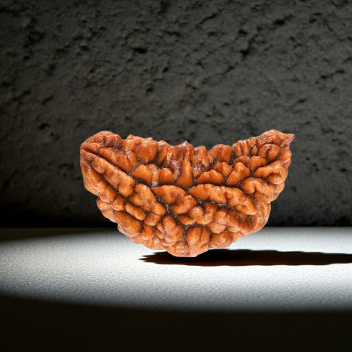 EkMukhi Rudraksha, Authentic, Bears one (1) line, Certified