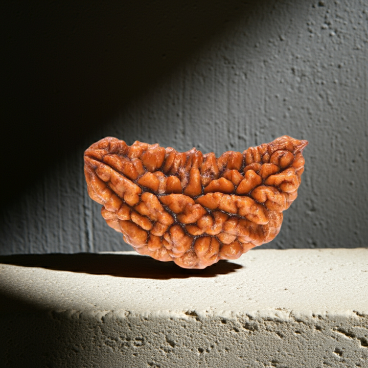 EkMukhi Rudraksha, Authentic, Bears one (1) line, Certified
