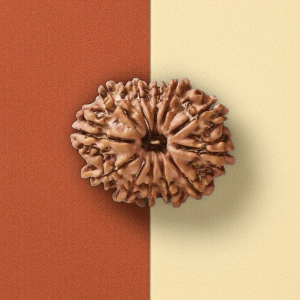 12 Mukhi Rudraksha  Authentic, Bears Seven (12) lines, Certified