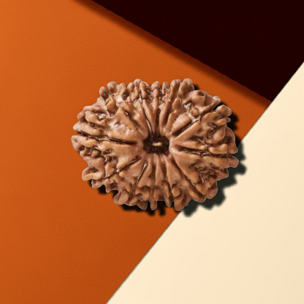 12 Mukhi Rudraksha  Authentic, Bears Seven (12) lines, Certified