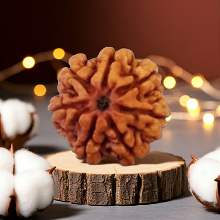 SaptaMukhi Rudraksha, Authentic, Bears Seven (7) lines